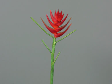 Heliconia, red, 6/36, xxx  (ZDP-92048)