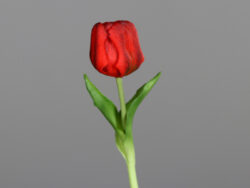 Květina Tulipán, červená, 20cm